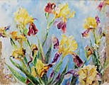 Радионова И. Ирис золотой