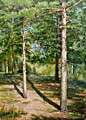 Корытов С. Копия с картины Шишкина И.И. Сосны осещенные солнцем